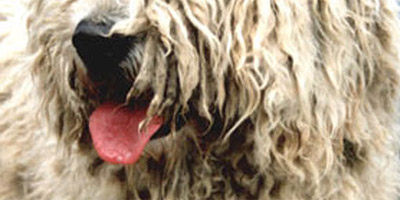 komondor.jpg